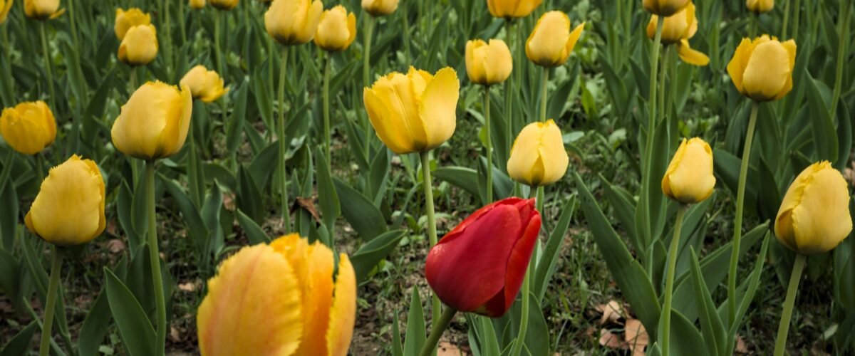 140420261776198715 1200x500