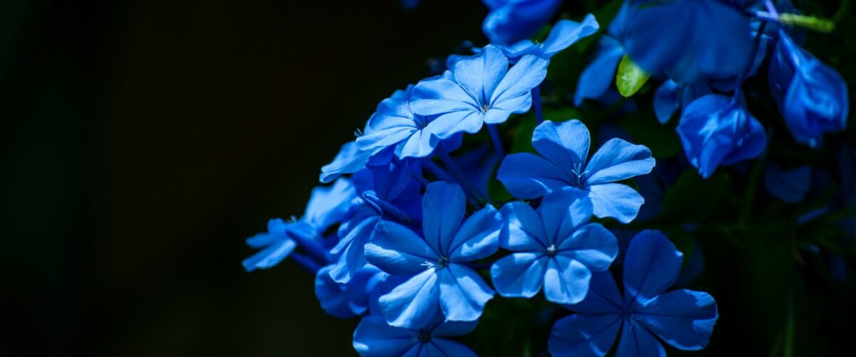 140420261776198798 1200x500